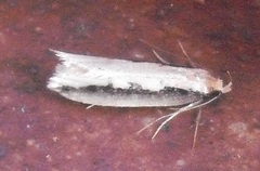 Leptocroca sanguinolenta