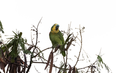 Amazona aestiva aestiva