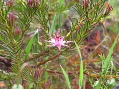 Diastella proteoides