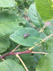 Derospidea brevicollis