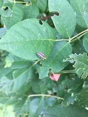 Derospidea brevicollis