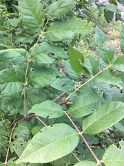 Derospidea brevicollis