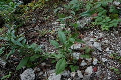 Salvia pentstemonoides