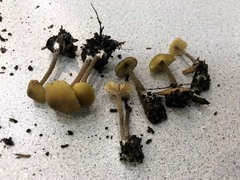 Entoloma pleopodium