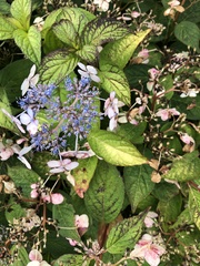 Hydrangea petiolaris