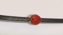 Harmonia axyridis