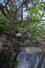 Salvia pentstemonoides