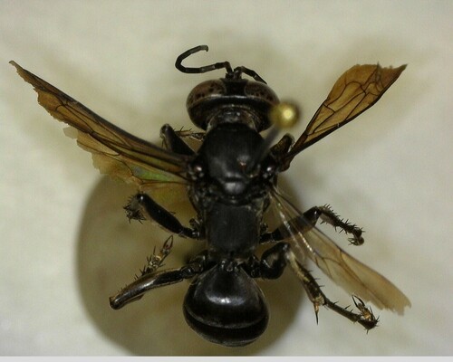 iNaturalist observation photo of Liris