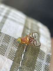 Paraterellia superba