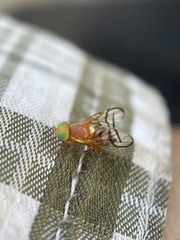 Paraterellia superba