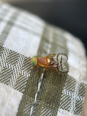 Paraterellia superba