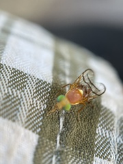 Paraterellia superba