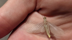 Ephemeroptera