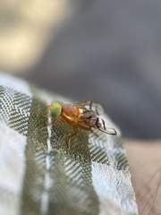 Paraterellia superba