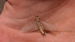 Ephemeroptera