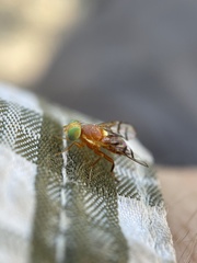Paraterellia superba