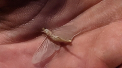 Ephemeroptera