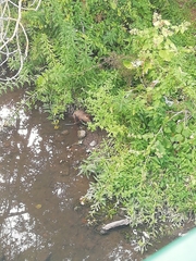 Myocastor coypus