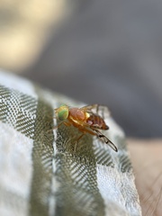 Paraterellia superba