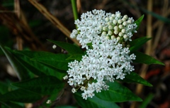 Asclepias texana