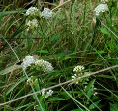 Asclepias texana