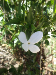 Bouvardia longiflora