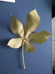 Zeyheria tuberculosa