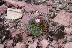 Melocactus oreas