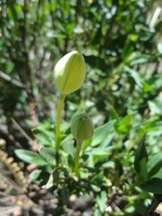 Bouvardia longiflora
