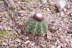 Melocactus oreas