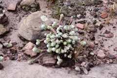 Portulaca werdermannii