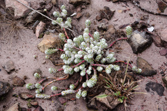 Portulaca werdermannii