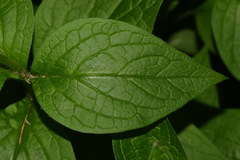Mertensia paniculata paniculata