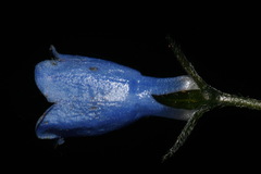 Mertensia paniculata paniculata