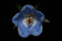 Mertensia paniculata paniculata