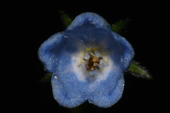 Mertensia paniculata paniculata