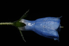 Mertensia paniculata paniculata