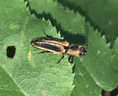 Megapenthes limbalis