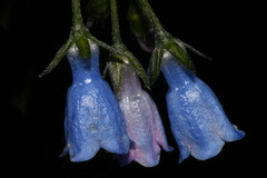 Mertensia paniculata paniculata