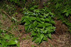 Mertensia paniculata paniculata