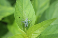 Insara elegans