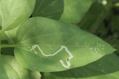 Phytomyza loewii