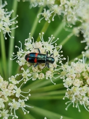Trichodes ircutensis