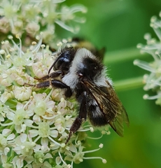 Bombus patagiatus