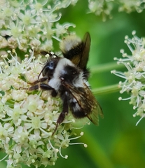 Bombus patagiatus