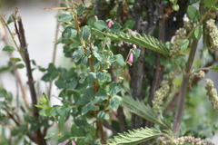 Symphoricarpos longiflorus