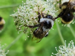 Bombus patagiatus