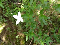 Bouvardia longiflora