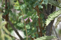 Symphoricarpos longiflorus