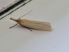 Crambus perlella
